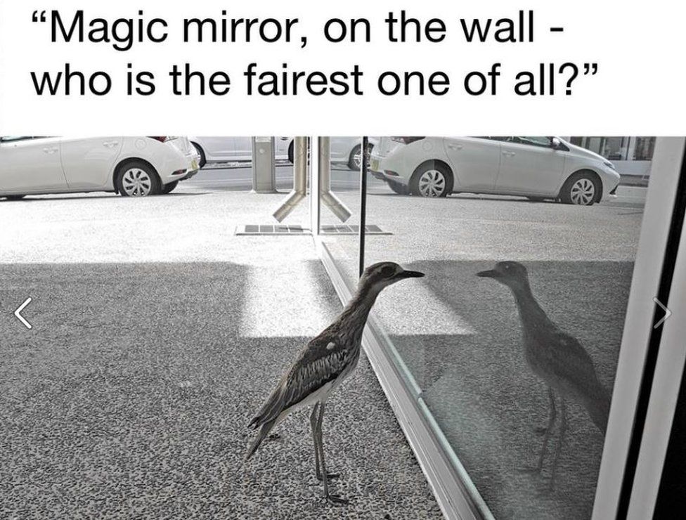 Funny meme of bird staring into reflection says "Magic mirror, on the wall - who is the fairest one of all?"
