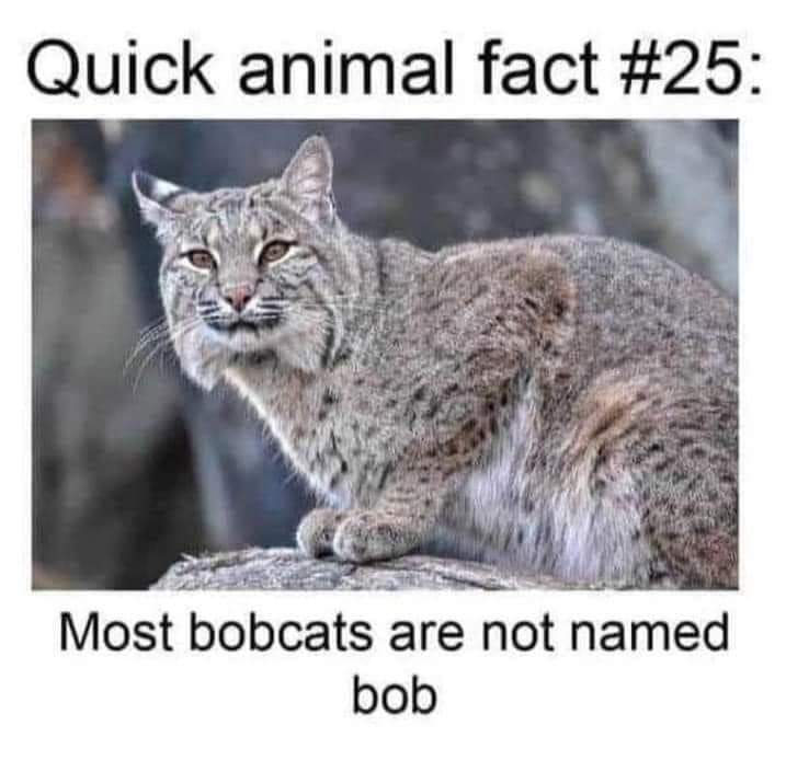 A meme featuring an image of a Bobcat with the text "Quick animal fact #25: Most bobcats are not named bob". The meme is part of a series of "Animal Facts" that provide interesting and humorous information about various animals. The image shows a close-up of a Bobcat, with its piercing eyes and distinctive tufted ears, looking directly at the viewer. The text is superimposed over the image in bold white letters, contrasting with the dark background. The humor of the meme comes from the unexpected fact that most bobcats do not have the name "Bob", which is a common misconception about this wild feline species.