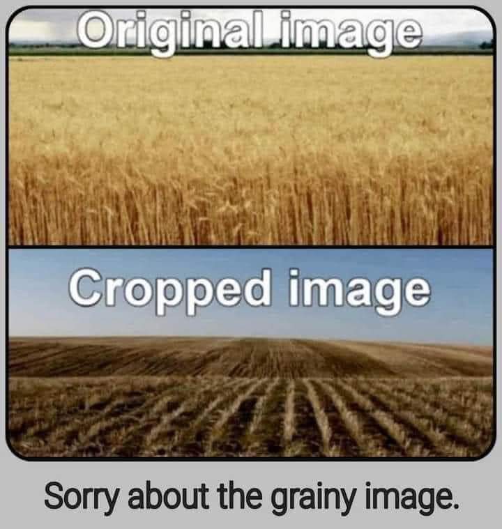 Two images of farm crops side by side, one labeled "Original image" showing a field of tall stalks with golden grains, and the other labeled "Cropped image" showing a close-up of a pile of harvested grains. Text at the bottom reads "Sorry about the grainy image." The meme is related to dad jokes, likely poking fun at the common dad joke trope of making puns related to farming or agriculture.