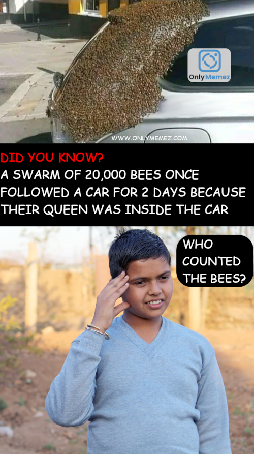Funny meme shows first image of bees swarming on a car. Text says "Did you know? A swarm of 20,000 bees once followed a car for 2 days because their queen was inside the car". Second image shows a confused child and says "Who counted the bees?"