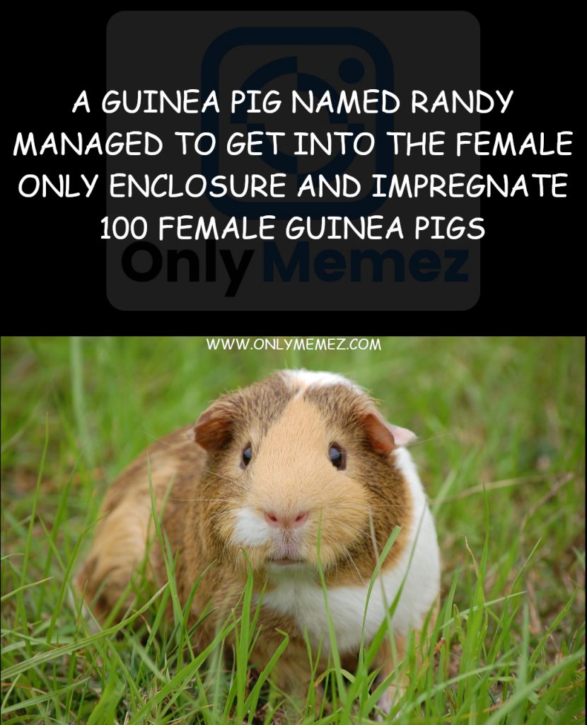 A hilarious guinea pig meme showcasing an image of a mischievous guinea pig named Randy, who defied all odds by infiltrating a female-only enclosure and amusingly impregnating 100 unsuspecting female guinea pigs, resulting in a comical breeding frenzy.