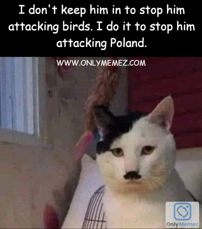 Funny cat meme shows image that of cat that looks like Hitler. Text says "When you can't let the cat out because he might invade Poland.