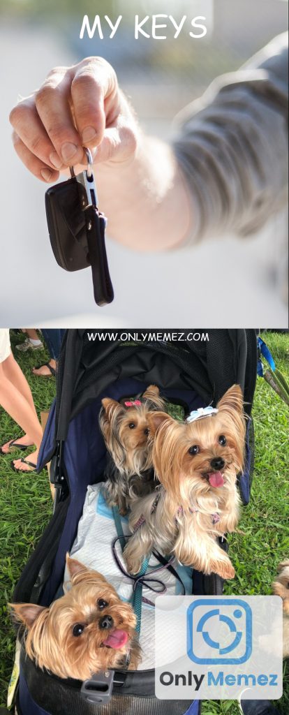 Funny dog meme shows 2 images. The first is an image of key saying "My keys". The second image shows Yorkie terriers.